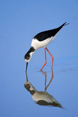 Stelzenläufer (Himantopus himantopus) / chs03658