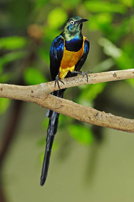 Königsglanzstar (Lamprotornis regius, Cosmopsarus regius) / ch027534