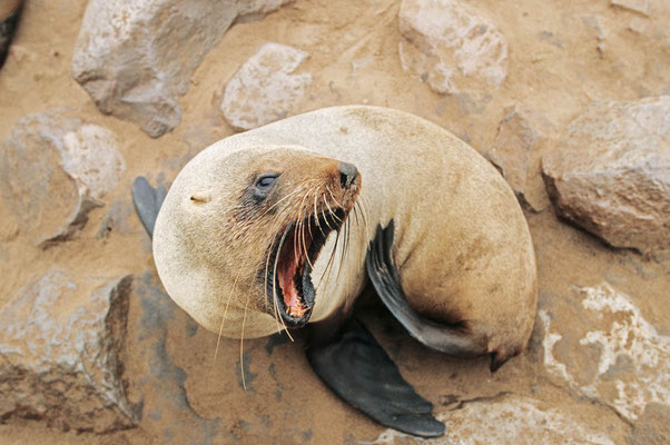 Südafrikanischer Seebär (Arctocephalus pusillus) / chs05187