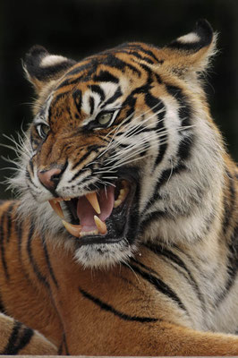 Sumatra-Tiger (Panthera tigris sumatrae) / ch005782