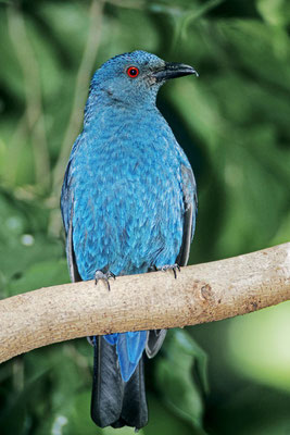 Elfenblauvogel (Irena puella) / chs04494