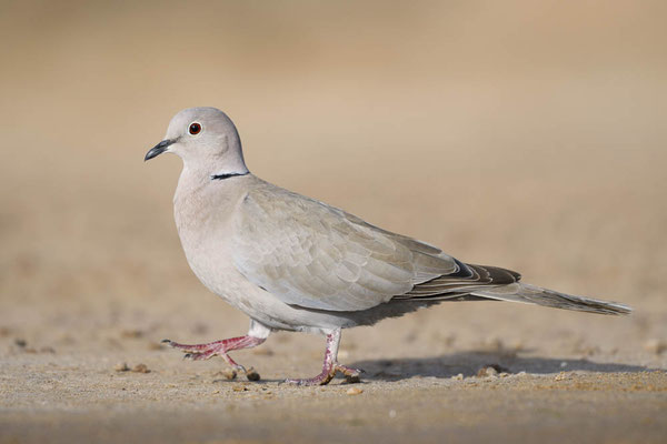 Türkentaube (Streptopelia decaocto) / ch194958