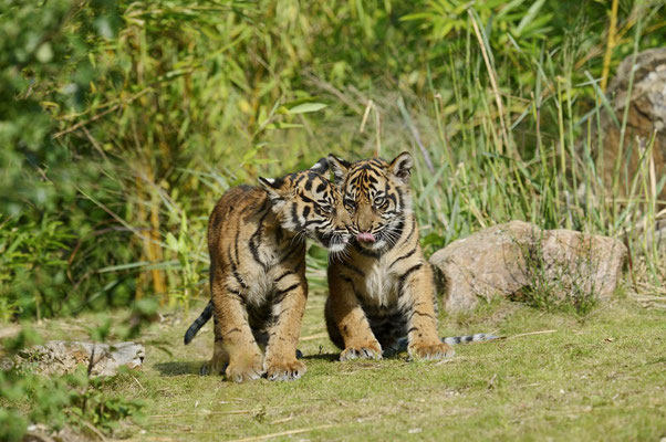 Sumatra-Tiger (Panthera tigris sumatrae) / ch139310