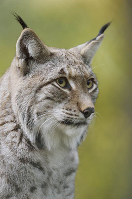 Eurasischer Luchs (Lynx lynx) / ch169683