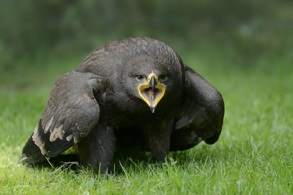 Steppenadler (Aquila nipalensis) / ch131775