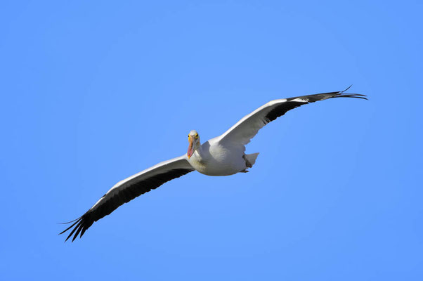 Nashornpelikan (Pelecanus erythrorhynchos) / ch024562