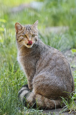 Europäische Wildkatze (Felis silvestris silvestris) / ch184500 