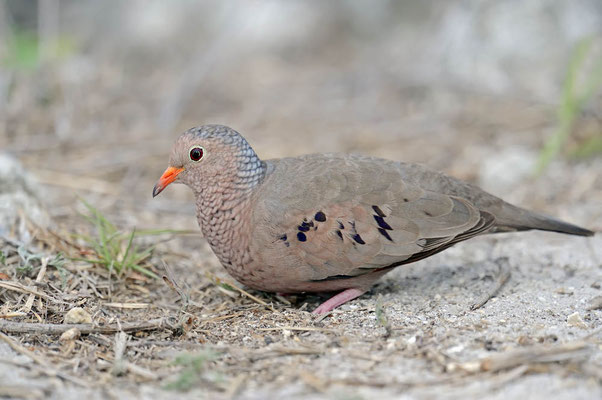 Sperlingstäubchen (Columbina passerina) / ch064966