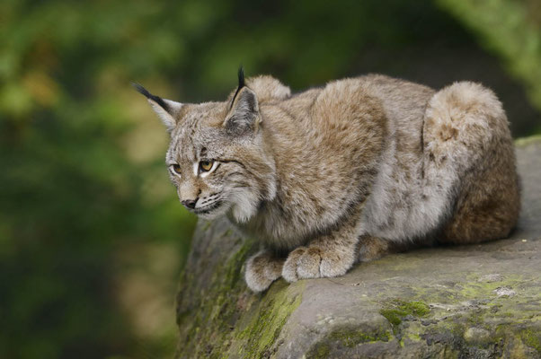 Eurasischer Luchs (Lynx lynx) / ch152741