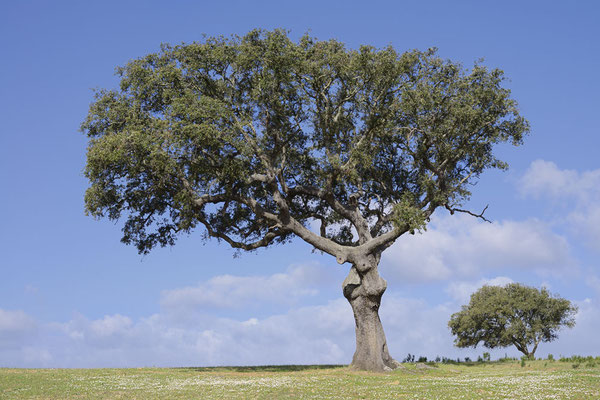 Stein-Eiche (Quercus ilex) / ch179543