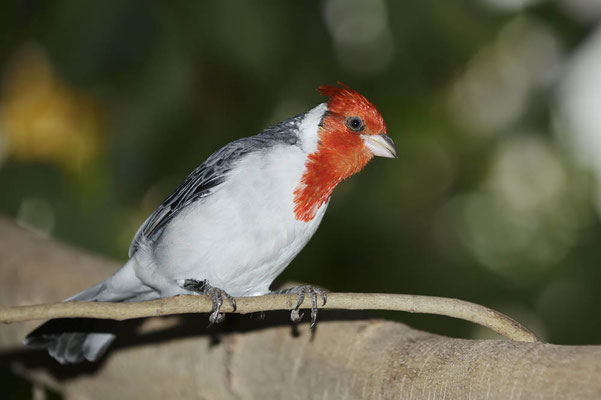 Graukardinal (Paroaria coronata) / ch175517