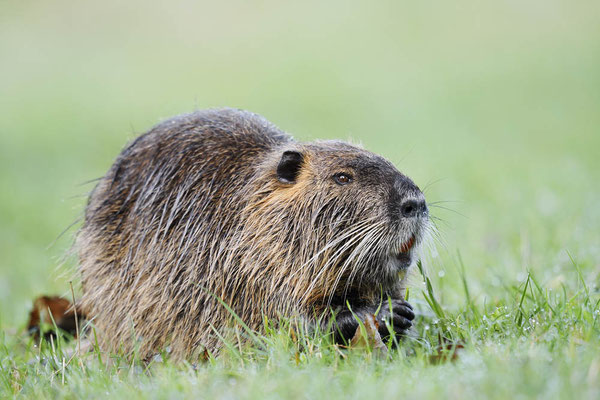 Nutria (Myocastor coypus) / ch198451