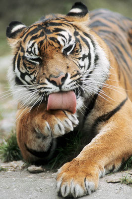 Sumatra-Tiger (Panthera tigris sumatrae) / chs06531