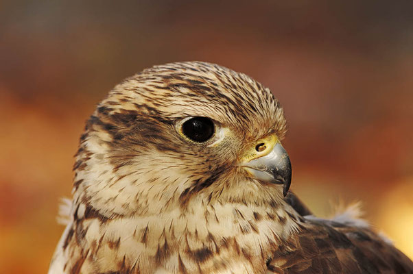 Sakerfalke oder Würgfalke (Falco cherrug) / ch045614