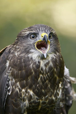 Mäusebussard (Buteo buteo) / ch139161