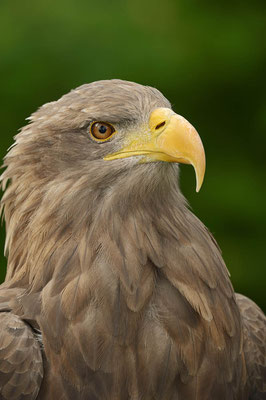 Seeadler (Haliaeetus albicilla) / ch118797