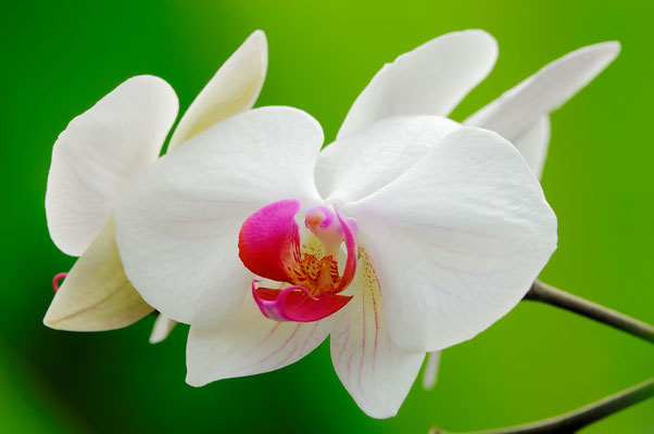 Orchidee (Phalaenopsis spec.) / ch035877