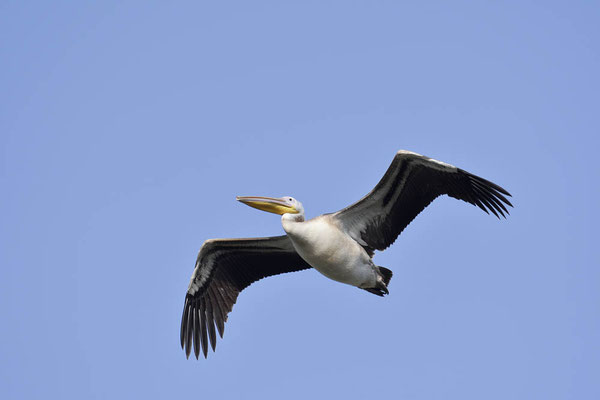 Rosapelikan (Pelecanus onocrotalus) / ch175613