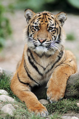 Sumatra-Tiger (Panthera tigris sumatrae) / chs06551