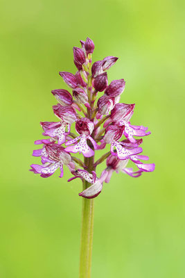 Purpur-Knabenkraut (Orchis purpurea) / ch197755