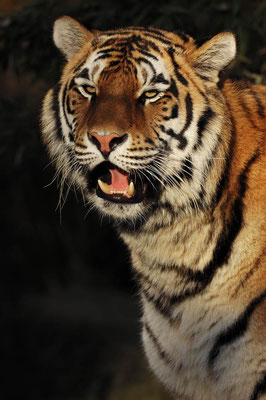 Sibirischer Tiger (Panthera tigris altaica) / ch047658