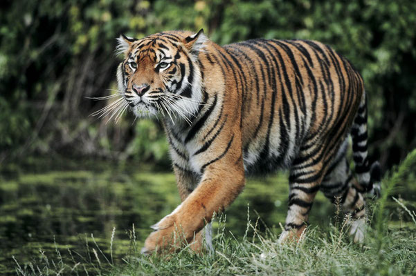 Sumatra-Tiger (Panthera tigris sumatrae) / chs06850