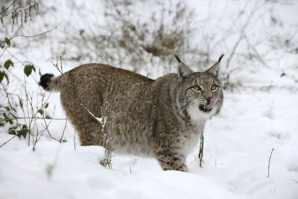 Eurasischer Luchs (Lynx lynx) / ch152845