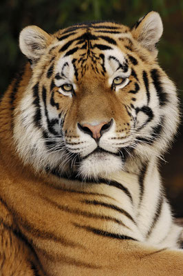 Sibirischer Tiger (Panthera tigris altaica) / ch031005