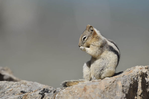 Goldmantel-Ziesel (Callospermophilus lateralis, Spermophilus lateralis) / ch160566