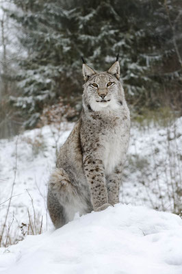 Eurasischer Luchs (Lynx lynx) / ch152827