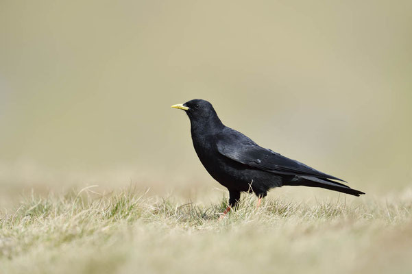 Alpendohle (Pyrrhocorax graculus) / ch163765