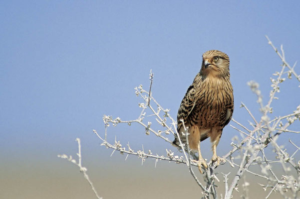 Steppenfalke (Falco rupicoloides) / chs05057