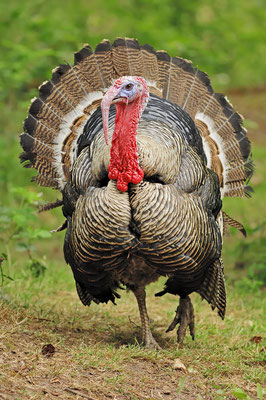 Truthuhn (Meleagris gallopavo) / ch038246