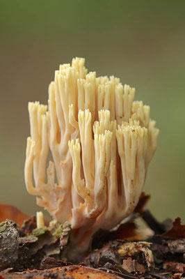 Steife Koralle (Ramaria stricta) / ch102083
