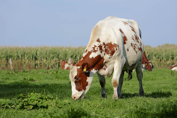 Deutsches Holstein-Rind / ch099989