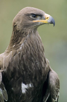 Steppenadler (Aquila nipalensis) / chs02149