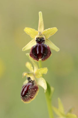 Kleine Spinnen-Ragwurz (Ophrys araneola) / ch090827