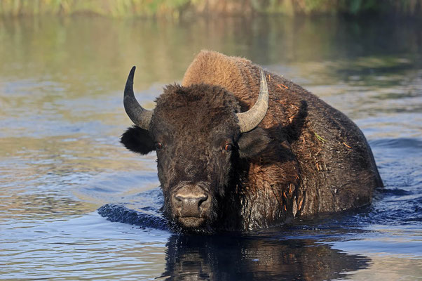 Amerikanischer Bison (Bos bison, Bison bison) / ch057802