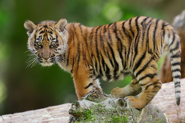 Sumatra-Tiger (Panthera tigris sumatrae) / ch071793