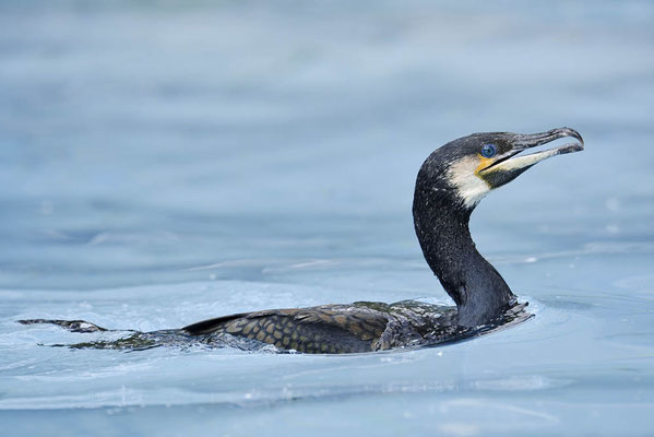 Kormoran (Phalacrocorax carbo) / ch167430