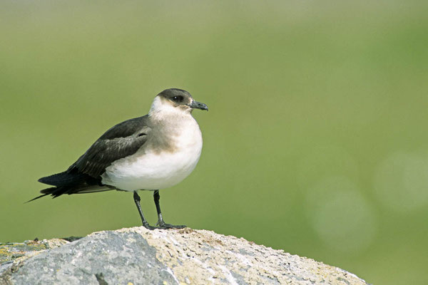 Schmarotzerraubmöwe (Stercorarius parasiticus) / chs04524