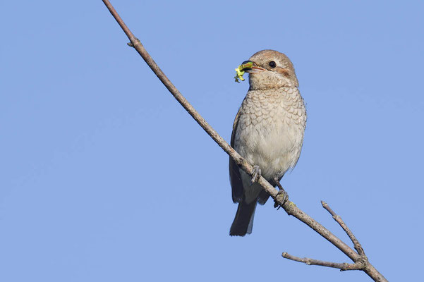 Neuntöter (Lanius collurio) / ch196317