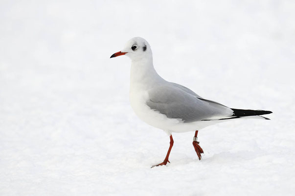 Lachmöwe (Larus ridibundus) / ch134878