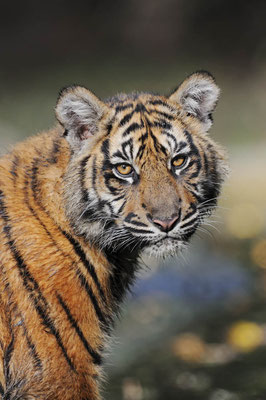 Sumatra-Tiger (Panthera tigris sumatrae) / ch079642