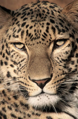 Persischer Leopard (Panthera pardus saxicolor) / chs06636
