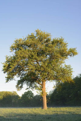 Stieleiche (Quercus robur) / ch195515