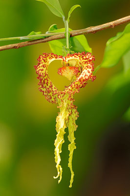 Orchideenbaum (Monodora crispata) / ch038718