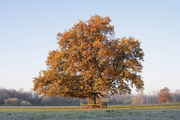 Stieleiche (Quercus robur) / ch184897