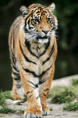 Sumatra-Tiger (Panthera tigris sumatrae) / chs06545