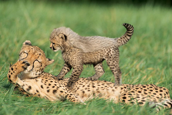 Gepard (Acinonyx jubatus) / chs06823